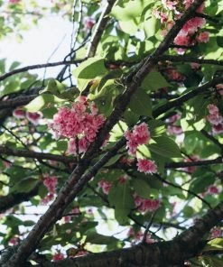 FOG LINEN WORK EUROPE Simplicity At Home 15 FOG LINEN WORK EUROPE Simplicity At Home